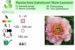 Paeonia lutea (sufruticosa) Marie Laurencin