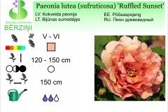 Paeonia lutea (sufruticosa) Ruffled Sunset