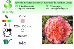 Paeonia lutea (sufruticosa) Souvenir de Maxima Cornu