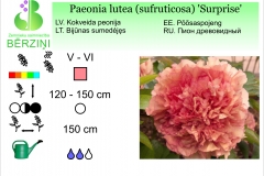 Paeonia lutea (sufruticosa) Surprise