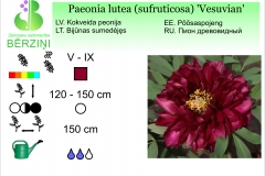 Paeonia lutea (sufruticosa) Vesuvian
