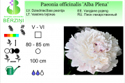 Paeonia officinalis Alba Plena