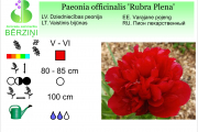 Paeonia officinalis Rubra Plena