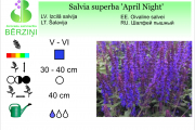 Salvia superba April Night