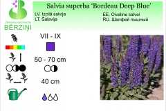 Salvia superba Bordeau Deep Blue