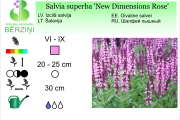 Salvia superba New Dimensions Rose