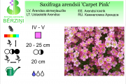 Saxifraga arendsii Carpet Pink