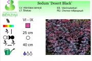 Sedum Desert Black