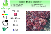 Sedum Purple Emperior