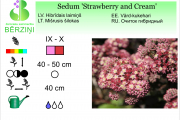 Sedum Strawberry and Cream