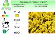 Sedum acre Yellow Queen