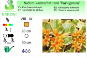 Sedum kamtschaticum Variegatum