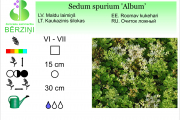 Sedum spurium Album