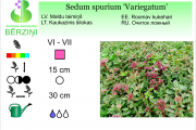 Sedum spurium Variegatum