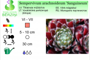 Sempervivum arachnoideum Sanguineum