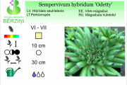 Sempervivum hybridum Odeti