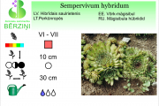 Sempervivum hybridum
