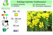 Solidago hybrida Goldenmosa