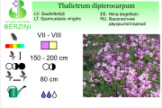 Thalictrum dipterocarpum