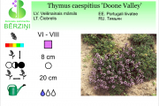 Thymus caespitius Doone Valley