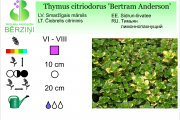 Thymus citriodorus Bertram Anderson
