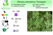 Thymus citriodorus Variegata