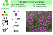 Thymus praecox Coccineus