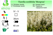 Tiarella cordifolia Morgrun