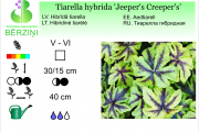 Tiarella hybrida Jeeper's Creeper's