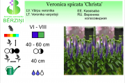 Veronica spicata Christa