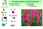 Veronica spicata Purple Explosion