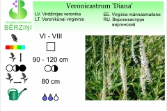 Veronicastrum Diana