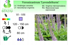 Veronicastrum Lavendelturm