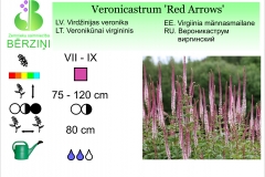 Veronicastrum Red Arrows