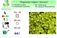 Origanum vulgare Aureum