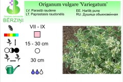 Origanum vulgare Variegatum