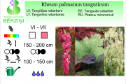 Rheum palmatum tanguticum