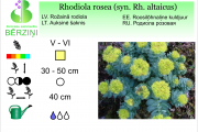 Rhodiola rosea syn Rh altaicus